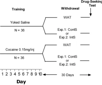 Figure 1.  Schematic representation of the experimental design used. After 10 days of cocaine or yoked  saline self-administration, rats were subjected to 30-day withdrawal during which they had access to water only  (WAT), to water and sucrose (10% w/v) c