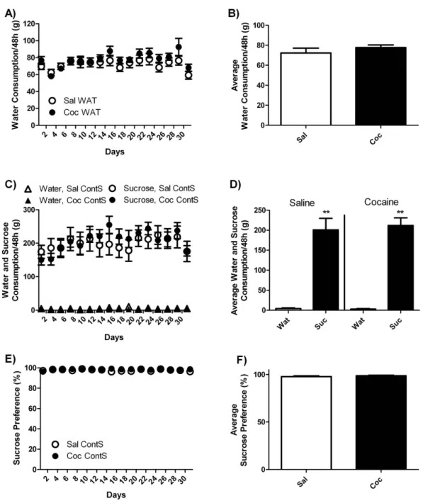 Figure 2.  Water (Wat) and sucrose (Suc) consumption in rats with continuous access to sucrose