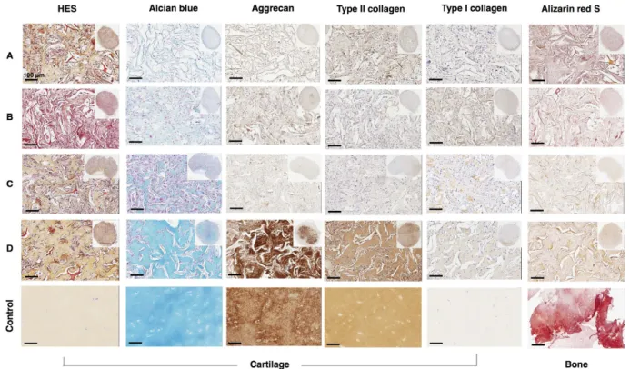 Figure 7.  Histologic and immunohistochemical evaluation of ectopic cartilage-like transplants
