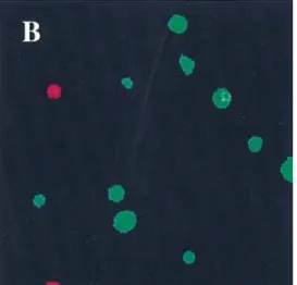 Figure 6. Cells stained  with antibodies against T-helper cells  (CD4 1 FITC) (A and C; green), naive cells  (CD45RC 1 FITC) (B and D; green), and END  (red)