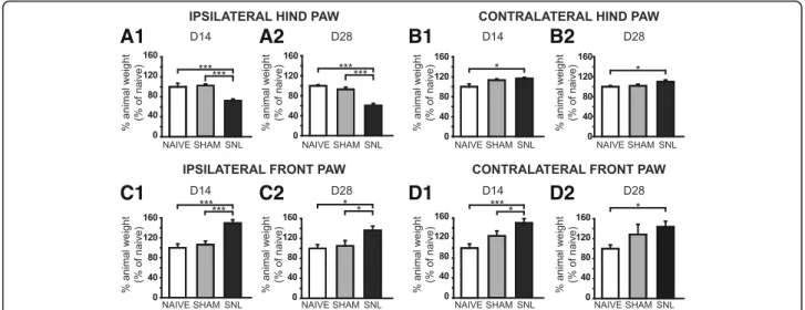 Fig. 2 Weight-bearing impairment 14 and 28 days after spinal nerve ligation. Bar histograms show the percentage of animal weight (expressed as percentage of naïve values) distributed on the ipsilateral (A1 and A2) and contralateral (B1 and B2) hind paws as