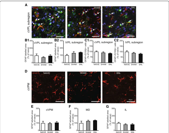 Fig. 9 Unaltered GFAP immunostaining in the VPL, cVPM, MD, and IL and unaltered number of GFAP/S100 β -positive cells in the VPL 14 days after spinal nerve ligation