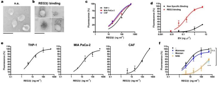 Figure 2. Reg3β interacts with EV through its lectin domain 