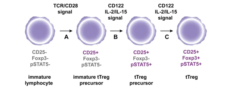 FIGURE 1 | A hypothetic model for tTreg differentiation in the thymus. (A) Immature CD4 + thymocytes are engaged by strong agonist