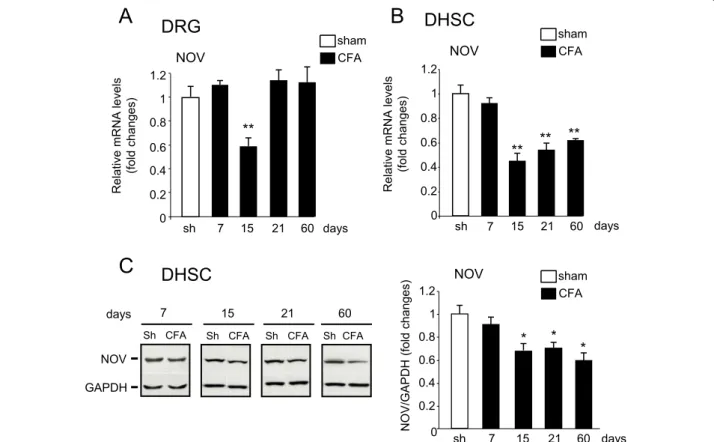 Figure 3 NOV expression in DRG and dorsal horn of spinal cord (DHSC) during CFA-induced pain