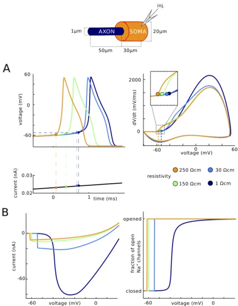 Fig 8. Impact of intracellular resistivity Ri on excitability. (A) Spikes are triggered by a slow current ramp, for different values of Ri between 1 Ω.cm and 250 Ω.cm (green: original value)