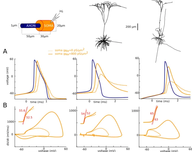 Fig 2. Intracellular features of sharp spike initiation in multicompartmental models. Left: model with simplified soma- soma-axon geometry