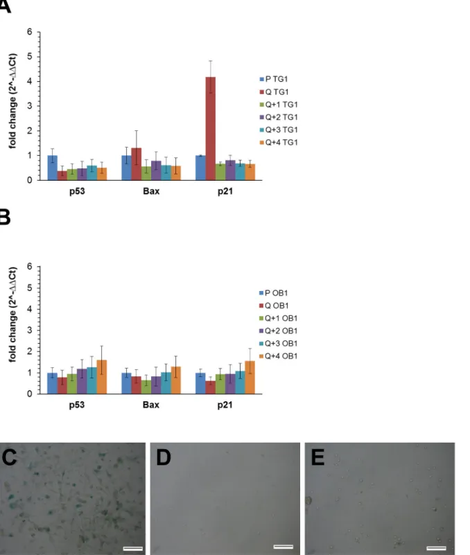 Fig 3. Expression of apoptosis and cell cycle related genes and absence of senescence related activity in TG1 and OB1 cells under different in vitro culture conditions