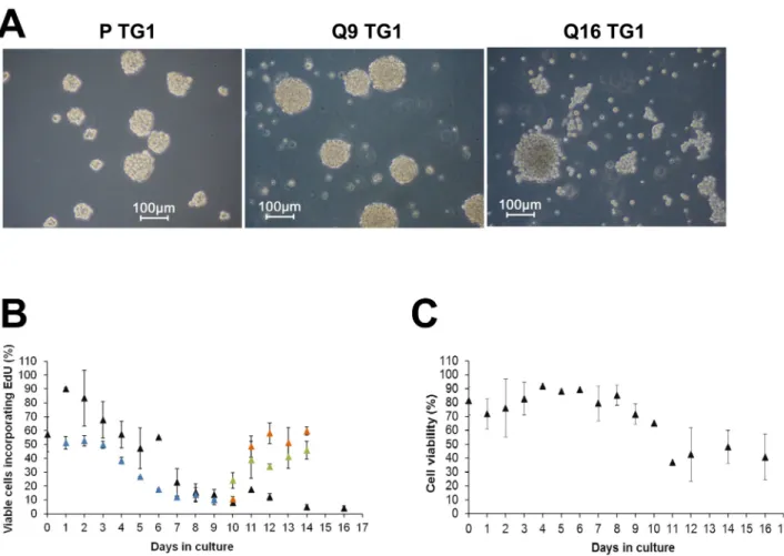 Fig 1. EdU incorporation and cell viability measurements on proliferating and quiescent TG1 and OB1 GSCs maintained in vitro 