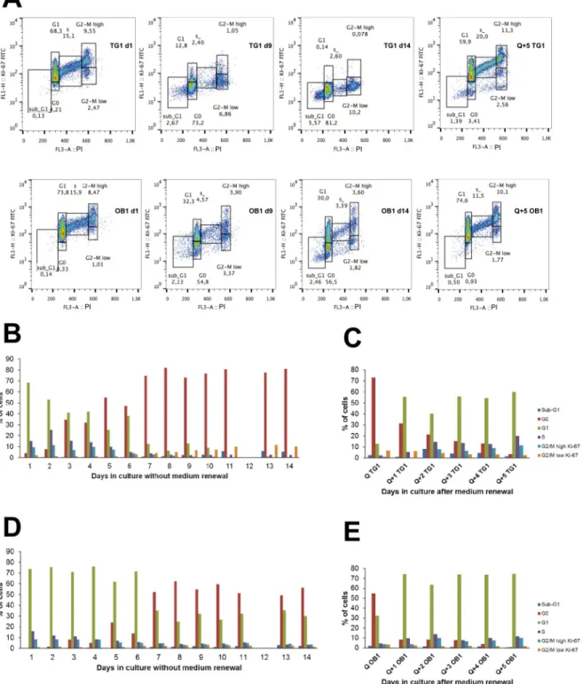 Fig 2. Cell cycle analysis and Ki-67 expression in TG1 and OB1 GSCs under different in vitro culture conditions