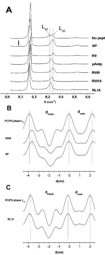 Figure 4. Membrane thickness alteration induced by peptides. A) Diffractograms of PC/PG (9/1) MLVs in the absence or presence of peptides with a weight ratio peptide/lipid of 1/20 (at 20uC)