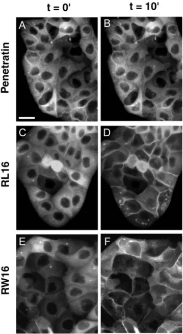 Figure 7. Movement of Annexin 2-GFP by peptide-induced ion permeabilization of the plasma membrane