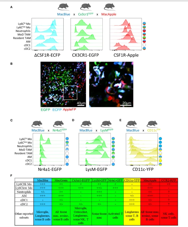 FIGURE 1 | Combination of distinct fluorescent reporter mice identify myeloid cell diversity in the tumor, MacBlue, Cx3cr1 EGFP , and MacApple mice were intercrossed to generate a combined fluorescent mouse strain