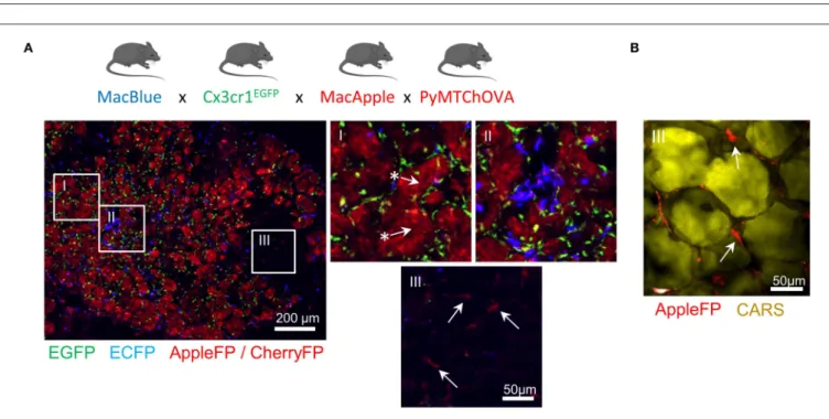 FIGURE 1 | relative expression of the fluorescent reporters by flow cytometry (A) and tissue distribution by multiphoton microscopy (B)