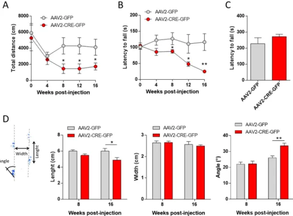 Figure 3.  Motor behavioral consequences of nigrostriatal DA depletion. (A) Mean total distance (cm)  measured at 5-min interval for 2 hrs every 4 weeks before and after AAV2-GFP or AAV2-CRE-GFP bilateral  injection in VMAT2 lox/lox  mice (n = 7 per groups