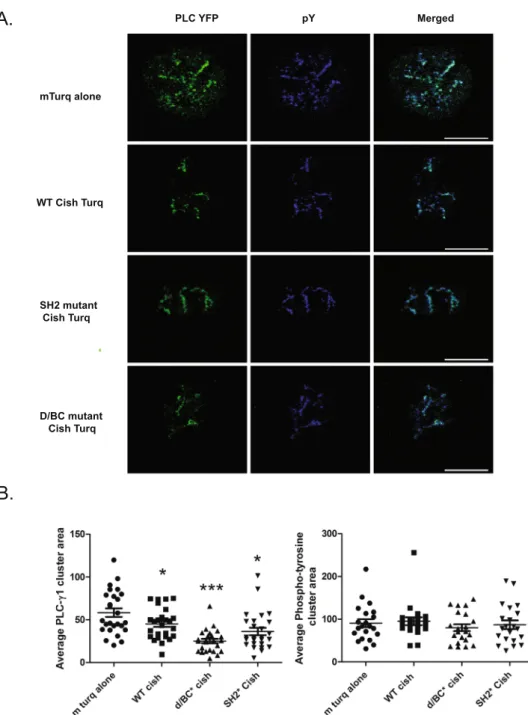 Figure 4. (A) and (B) Evaluation of PLC- γ 1 and phosphotyrosine in TCR-induced microclusters after  α CD3 stimulation in Jurkat T cells transfected with empty mTurq2-C1, Cish WT-mTurq2-C1,  Cish-D/BC*-mTurq2-C1 or Cish-SH2*-Cish-D/BC*-mTurq2-C1 as indicat