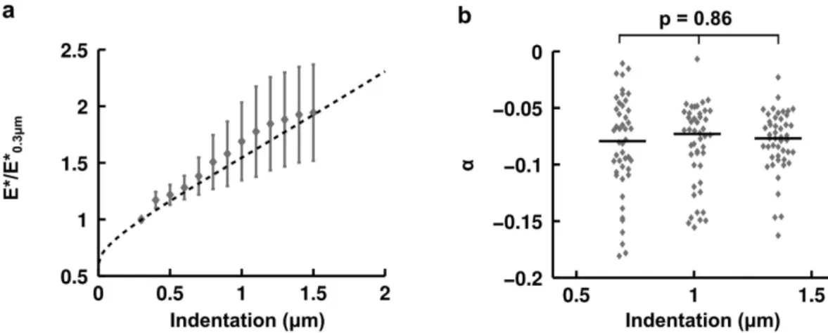 Figure 6.  Effect of indentation speed on force relaxation and apparent stiffness. (a) Average force relaxation  curve at fixed indentation for fast (n  =   13 cells, grey line, indentation speed 14  μ  m/s) and slow (n  =   20  cells,  dotted grey line, i