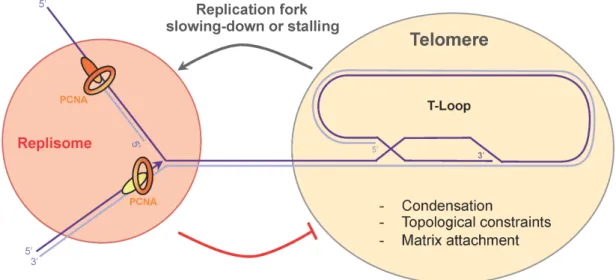 Figure 4. Replication fork passage through the telomeric repeat sequences. Topological constraints,  condensation, and attachment to the nuclear matrix impede replication fork progression at  telomeres