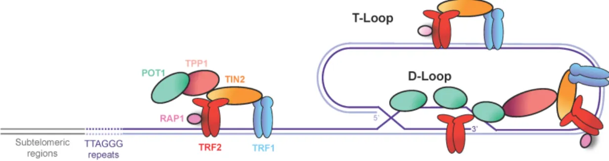 Figure 1. The vertebrate shelterin complex. Telomeric repeat binding factors 1 and 2 (TRF1 and  TRF2) bind to double-stranded telomeric DNA and recruit other components of shelterin: 