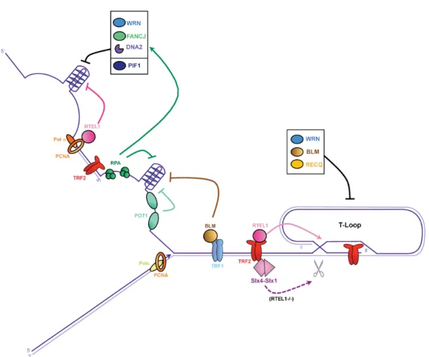 Figure 2. Dealing with G-quadruplexes and T-loops to avoid replication fork stalling at telomeres