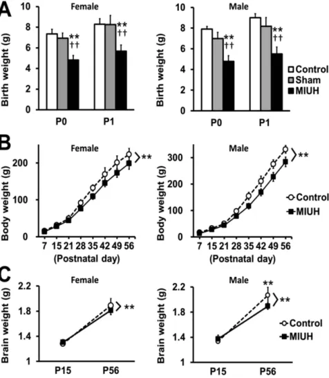 Figure 2.  Body weight and brain weight. (A,B) The body weight was repeatedly measured from birth to  adulthood