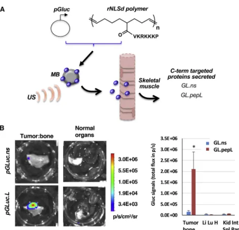 Figure 2. Sonodelivery of Gluc Fusion Proteins In Vivo