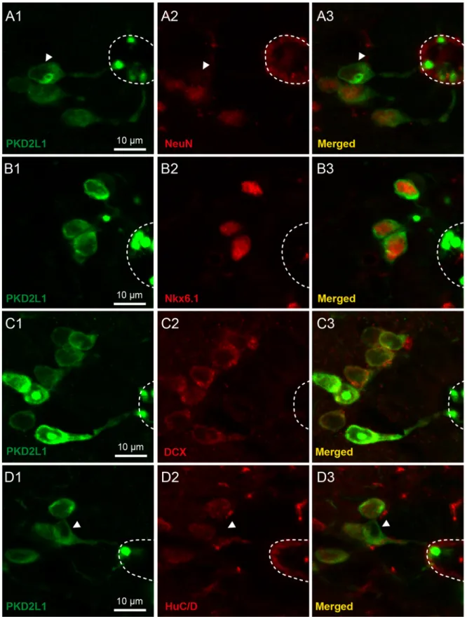 Figure 7. In adult mice S-CSF-cNs express NeuN along with classical markers of neuronal immaturity