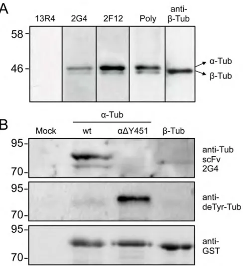 Figure S1 The scFv 2F12 is insoluble in mammalian cells. A second anti-tubulin scFv, 2F12, was not soluble when expressed in LLCPK cells