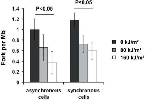 Fig 5. Reversible oxidation of the RRM1 subunit of RNR in response to UVA-induced ROS