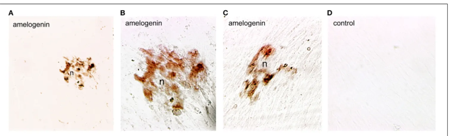 FIGURE 3 | Amelogenin immunoreactivity in human dental pulp cells cultured in vitro. (A–C) Amelogenin staining is observed in pulp cells implicated in the formation of the nodules (n) after β -glycerophosphate