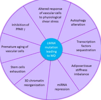 Figure 3. Cellular and molecular hallmarks of metabolic disorders associated with LMNA  mutations