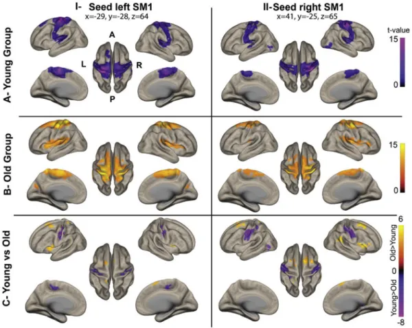 Fig. 7. Resting-state functional connectivity (rs-FC) analyses. Correlation maps (p &lt; 0.05 FWE corrected) were computed from two seed regions including the left SM1 (x ¼  29, y ¼  28, z ¼ 64) and right SM1 (x ¼ 41, y ¼  25, z ¼ 65) within the younger gr