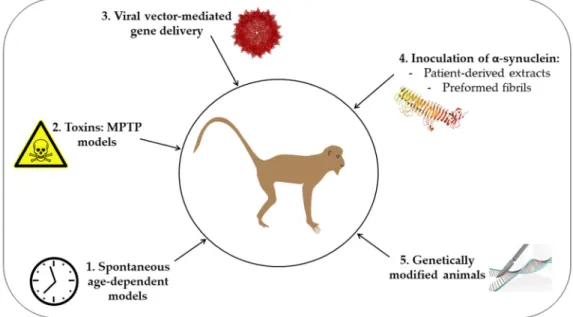 Figure 1. Schematic representation of the different approaches used to generate non-human primate  models of synucleinopathy