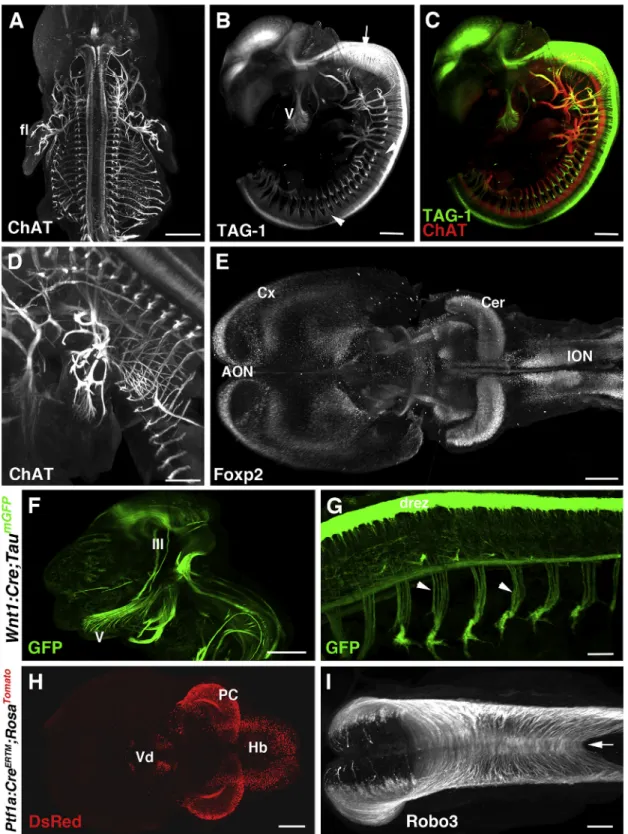 Figure 1. Immunolabeling and 3DISCO Clearing of E11–E13 Embryos