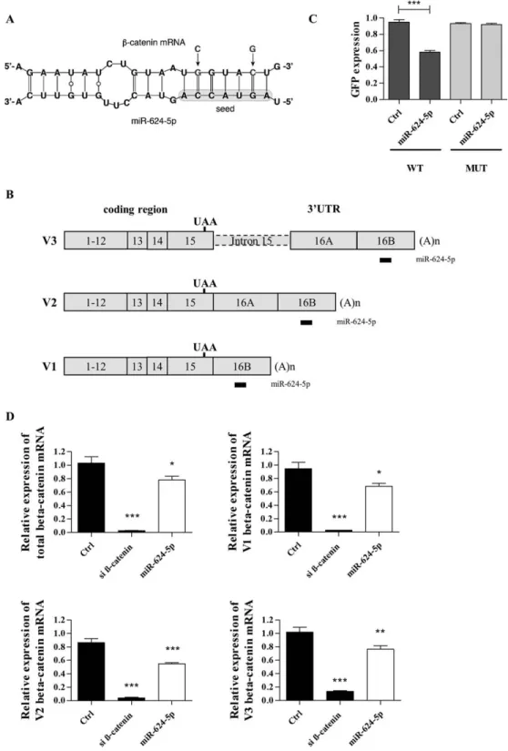 FIG. 5. MiR-624-5p directly interacts with beta-catenin mRNA variants through the 3 0 -UTR