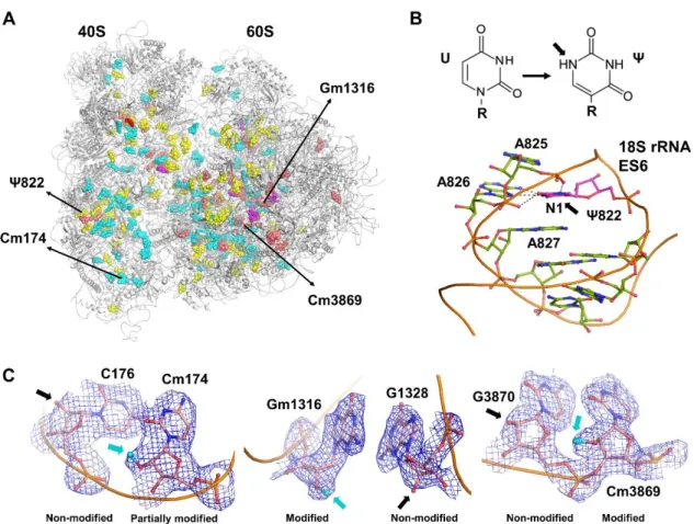 Figure 1. (A) Overview of the human 80S ribosome structure with rRNA modifications that have been  described  structurally