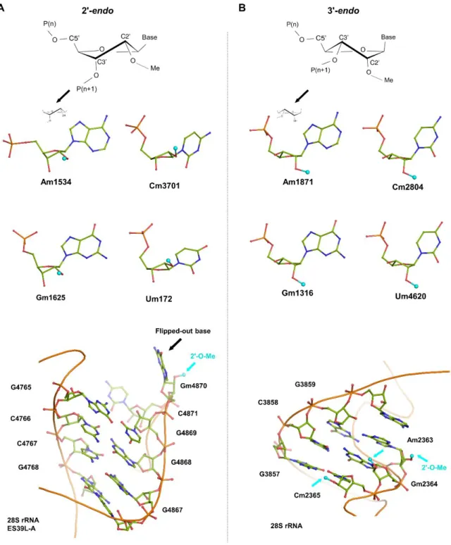 Figure 2. The analysis of 2′-O-methylation sites in the human ribosome structure reveals the presence  of two different ribose conformations (2′-endo and 3′-endo)