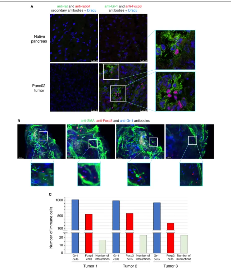 FIGURE 3 | Direct interactions between MDSCs and Treg cells in orthotopic mouse model of pancreatic cancer