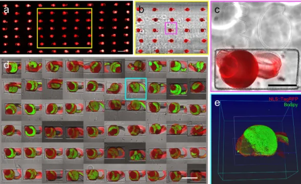 Figure 5.  Transgenic zebrafish larva serial imaging in different conditions. (a–c) Widefield fluorescence  and brightfield stitched images of large field of views