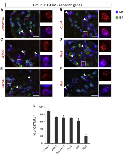 Figure 3. Six Novel Genes Are Exclusively Expressed in C-LTMRs Neurons