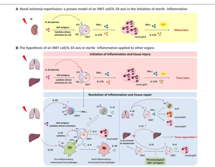 FIGURE 1 | The paradigm of the iNKT cell/IL-33 biological axis in orchestration of acute sterile inflammation