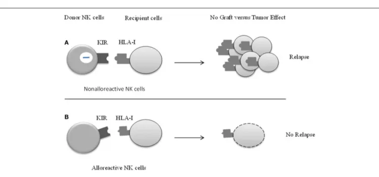FIGURE 1 | The effect of KIR/HLA class I mismatch in patients undergoing allogenic stem cells transplantation (HSTC).The main challenge in HSTC is to keep the balance between conserving the graft versus leukemia (GvL) effect on the one hand and preventing 
