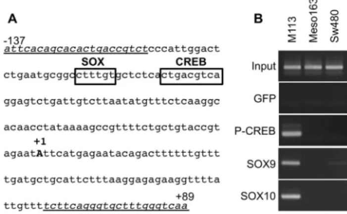Figure 4. Validation of SOX9, SOX10 and CREB binding in vivo by ChIP. (A) meloe promoter region amplified on immunoprecipitated DNA