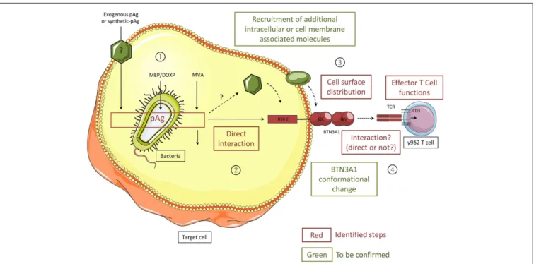 FIGURE 3 | Different steps of the activation process of human V γ 9V δ 2 T cells induced by phosphoantigens