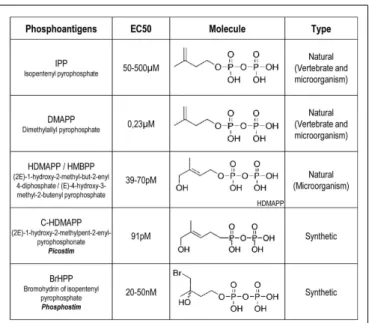 FIGURE 1 | Examples of characterized phosphoantigens that induce V γ 9V δ 2 T cell activation