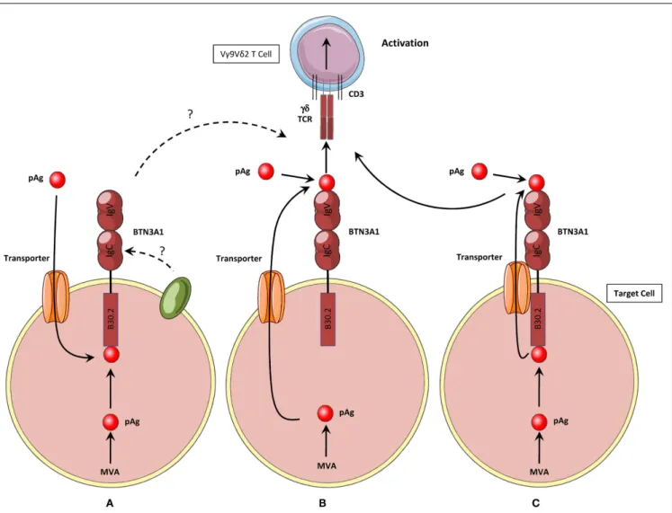 FIGURE 2 | Three hypothetical activation mechanisms for the induction of human V γ 9V δ 2 T cells activation by phosphoantigens.