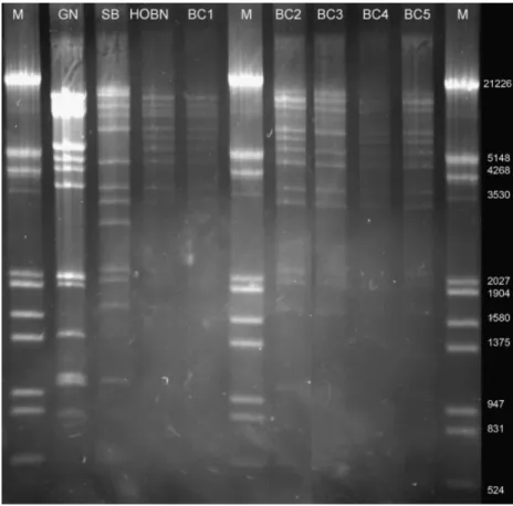 Fig. 5. Agarose electrophoresis of EcoRV di- di-gested mtDNA of GN, SB, HO-BN and BC(1–5) backcrosses