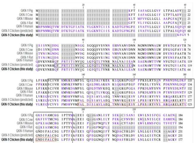 Table 2: Sequence alignment for various gastrokine-1 proteins.  In this representation, we have summarized the gastrokine-1 sequences already  published in a previous work [1] and corresponding to gastrokine-1(GKN1) from pig (line 1), cow (line 2), mouse (