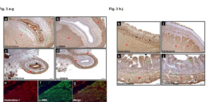 Figure 3:  Gastrokine-1 expression during gastrointestinal development. Immunostaining for gastrokine-1 in E8 chick gizzard (a-b) and  duodenum (c-d)