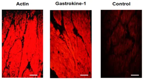 Figure 4: Codistribution of F-actin and GNK-1 in adult chicken gizzard smooth muscle  
